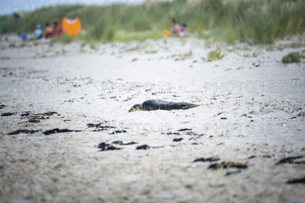 Harbour seal (Phoca vitulina) pup, howler, lying on a sandy beach, blurred dunes and people in the background, Schillig, Lower Saxony, Germany