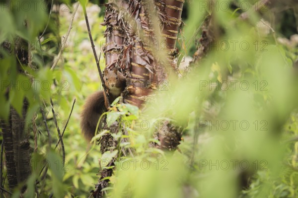 Eurasian squirrel (Sciurus vulgaris), curious looking, climbing on a tree trunk and partially covered by dense foliage, natural camouflage in the green undergrowth, soft diffuse daylight and quiet forest atmosphere, Dortmund, North Rhine-Westphalia, Germany
