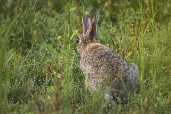Wild rabbit (Oryctolagus cuniculus) adult, in tall grass with erect ears, lateral view from the back in natural coastal vegetation, soft light and calm, natural atmosphere, Schillig, Lower Saxony, Germany