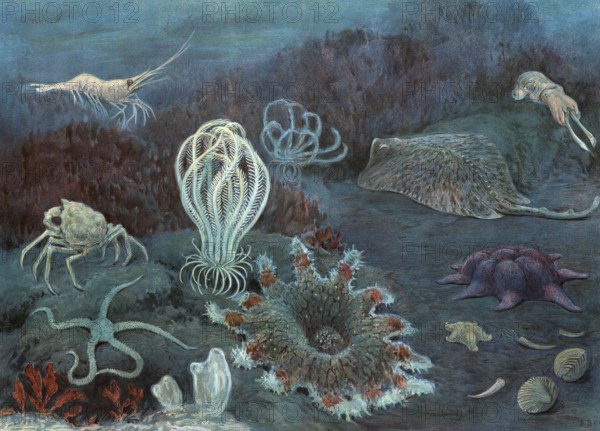Symbolic image of marine fauna, includes the entire animal world in the marine habitat, authentic reproduction of a school mural, historic, around 1900
