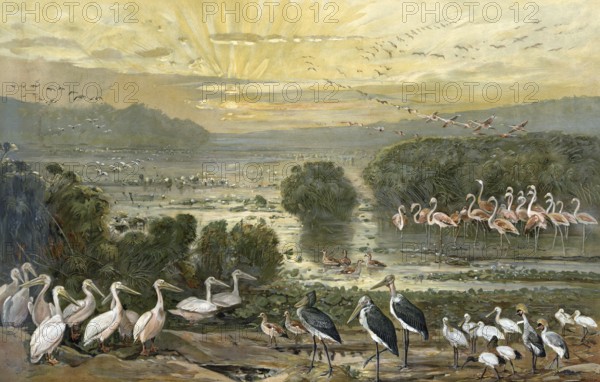 Bird colony on the Upper Nile, Sudan, Africa, authentic reproduction of a school mural, historical, around 1900