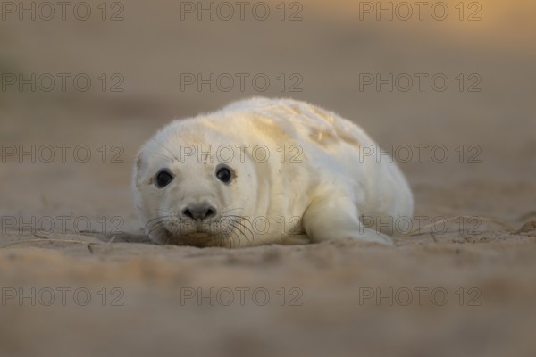Grey seal (Halichoerus grypus) juvenile baby pup animal resting on a sand dune by a beach in winter, England, United Kingdom