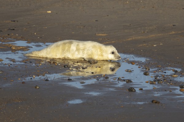 Grey seal (Halichoerus grypus) juvenile baby pup animal with its reflection in water on a beach in winter, England, United Kingdom
