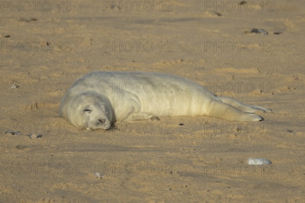 Grey seal (Halichoerus grypus) juvenile baby pup animal sleeping on a sandy beach in winter, England, United Kingdom