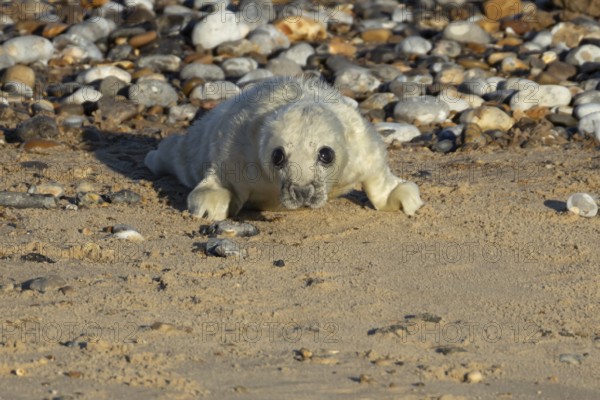 Grey seal (Halichoerus grypus) juvenile baby pup animal on a beach in winter, England, United Kingdom