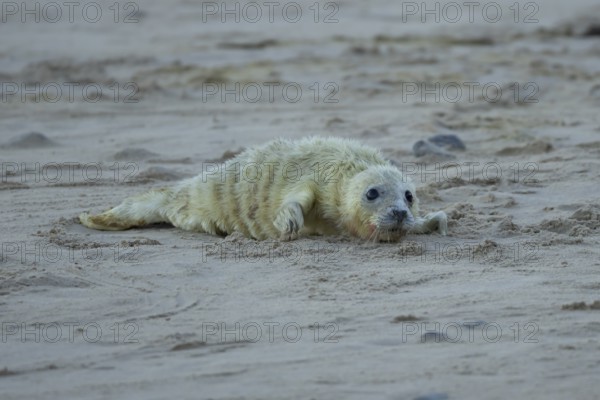 Grey seal (Halichoerus grypus) juvenile baby pup animal resting on a sandy beach in winter, England, United Kingdom