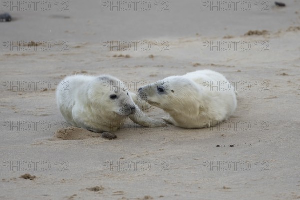 Grey seal (Halichoerus grypus) two juvenile baby pup animals on the sand of a beach in winter, England, United Kingdom