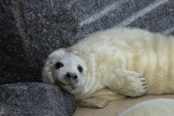 Grey seal (Halichoerus grypus) juvenile baby pup animal resting on a rock on a beach in winter, England, United Kingdom