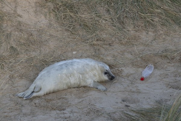 Grey seal (Halichoerus grypus) juvenile baby pup animal resting on a sand dune on a beach in winter next to a plastic bottle left as litter or rubbish which could be an environmental issue or hazard, England, United Kingdom