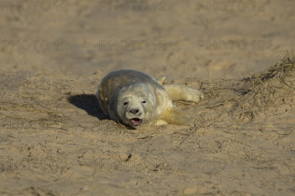 Grey seal (Halichoerus grypus) sleepy juvenile baby pup animal yawning on a sandy beach in winter, England, United Kingdom