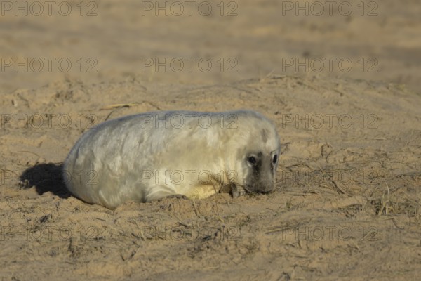 Grey seal (Halichoerus grypus) juvenile baby pup animal resting on the sand of a beach in winter, England, United Kingdom