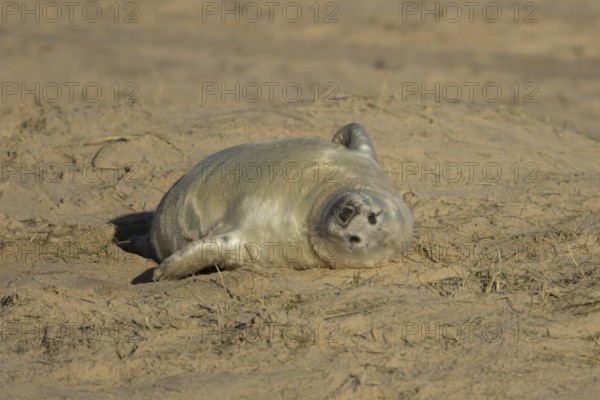 Grey seal (Halichoerus grypus) juvenile baby pup animal sleeping on a sand dune on a beach in winter, England, United Kingdom