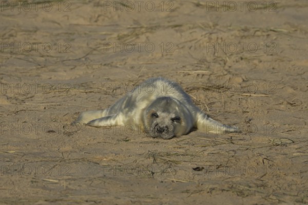 Grey seal (Halichoerus grypus) juvenile baby pup animal sleeping on the sand of a beach in winter, England, United Kingdom