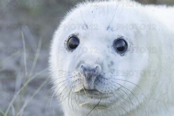 Grey seal (Halichoerus grypus) juvenile baby pup animal head portrait in winter, England, United Kingdom