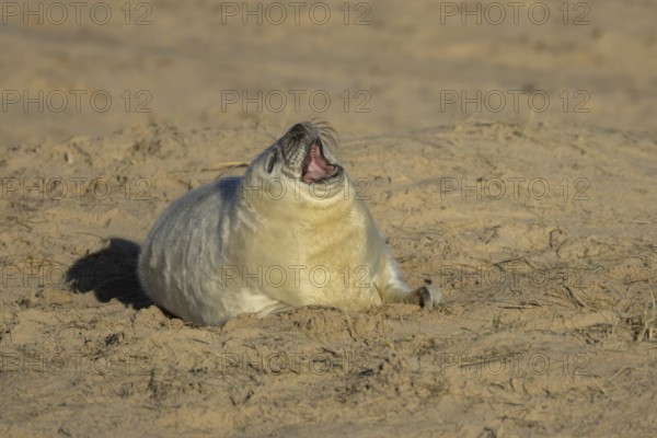 Grey seal (Halichoerus grypus) sleepy juvenile baby pup animal yawning on a sandy beach in winter, England, United Kingdom