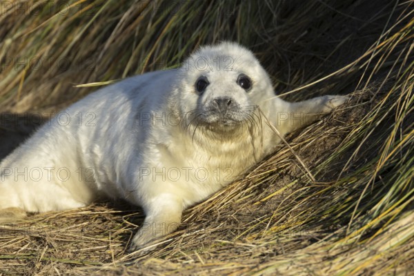 Grey seal (Halichoerus grypus) juvenile baby pup animal sleeping by a sand dune on a beach in winter, England, United Kingdom