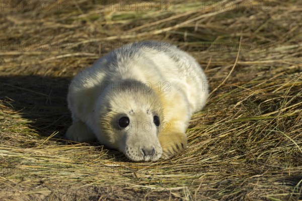 Grey seal (Halichoerus grypus) juvenile baby pup animal resting on a sand dune by a beach in winter, England, United Kingdom