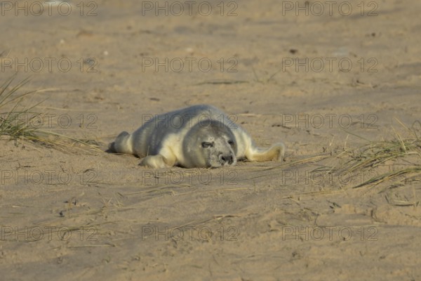Grey seal (Halichoerus grypus) juvenile baby pup animal sleeping on a sandy beach in winter, England, United Kingdom