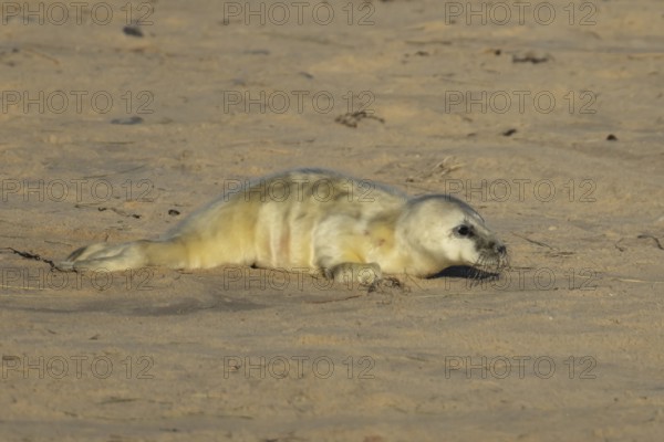 Grey seal (Halichoerus grypus) juvenile baby pup animal on a sandy beach in winter, England, United Kingdom