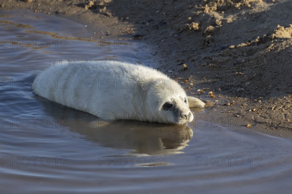 Grey seal (Halichoerus grypus) juvenile baby pup animal resting in water on a beach in winter, England, United Kingdom