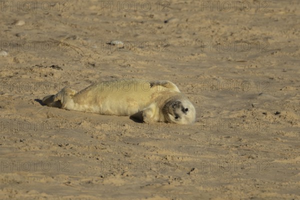 Grey seal (Halichoerus grypus) juvenile baby pup animal resting on a sandy beach in winter, England, United Kingdom