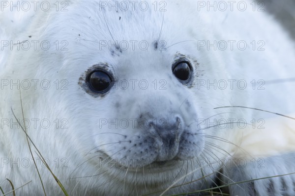 Grey seal (Halichoerus grypus) juvenile baby pup animal head portrait in winter, England, United Kingdom