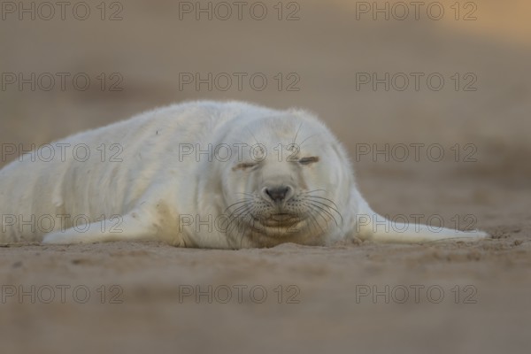 Grey seal (Halichoerus grypus) juvenile baby pup animal sleeping on a sand dune on a beach in winter, England, United Kingdom