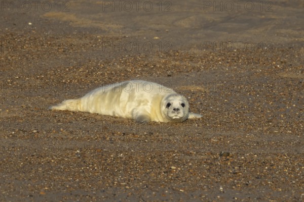 Grey seal (Halichoerus grypus) juvenile baby pup animal resting on a beach in winter, England, United Kingdom
