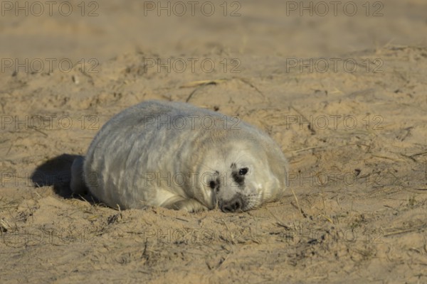Grey seal (Halichoerus grypus) juvenile baby pup animal resting on a sandy beach in winter, England, United Kingdom
