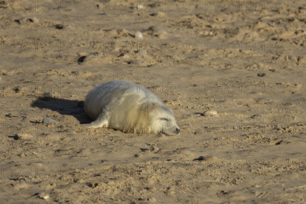 Grey seal (Halichoerus grypus) juvenile baby pup animal sleeping on a sandy beach in winter, England, United Kingdom
