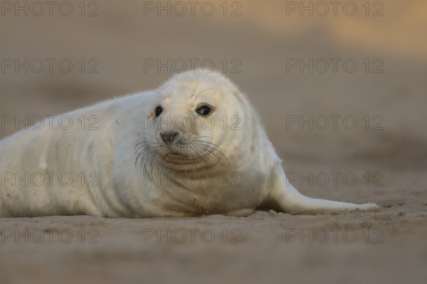 Grey seal (Halichoerus grypus) juvenile baby pup animal resting in a sand dune by a beach in winter, England, United Kingdom