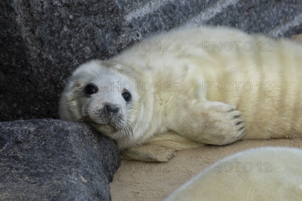 Grey seal (Halichoerus grypus) juvenile baby pup animal resting on a rock on a beach in winter, England, United Kingdom