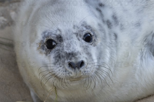 Grey seal (Halichoerus grypus) juvenile baby pup animal resting on a beach in winter, England, United Kingdom