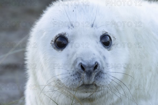 Grey seal (Halichoerus grypus) juvenile baby pup animal head portrait in winter, England, United Kingdom