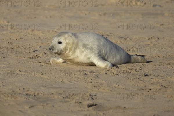 Grey seal (Halichoerus grypus) juvenile baby pup animal on a sandy beach in winter, England, United Kingdom