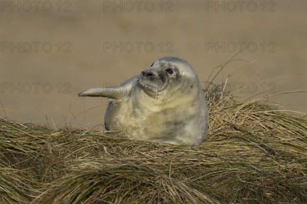 Grey seal (Halichoerus grypus) juvenile baby pup animal resting on a sand dune by a beach in winter, England, United Kingdom