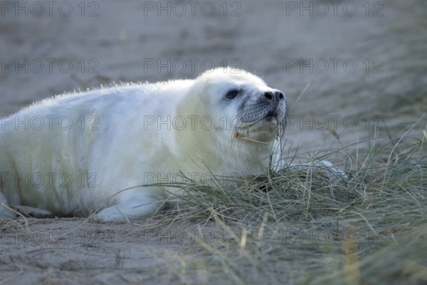 Grey seal (Halichoerus grypus) juvenile baby pup animal resting by a sand dune on a beach in winter, England, United Kingdom