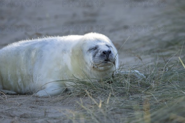 Grey seal (Halichoerus grypus) juvenile baby pup animal sleeping by a sand dune on a beach in winter, England, United Kingdom