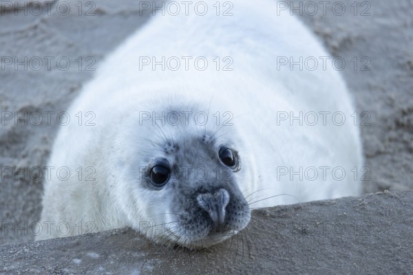 Grey seal (Halichoerus grypus) juvenile baby pup animal resting its head on a sea defence wall on a beach in winter, England, United Kingdom