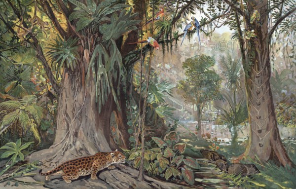 Jungle, landscape in the upper Amazon region, Brazil, authentic reproduction of a school mural, historical, around 1900