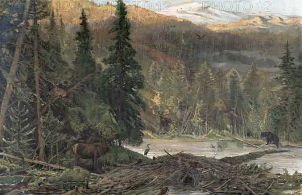 Coniferous forest in North America, Oregon, America, authentic reproduction of a school mural, historic, around 1900