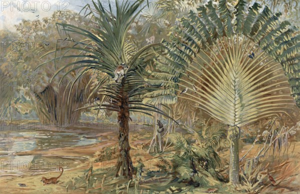 Prehistoric jungle in Madagascar, Africa, authentic reproduction of a school mural, historical, around 1900