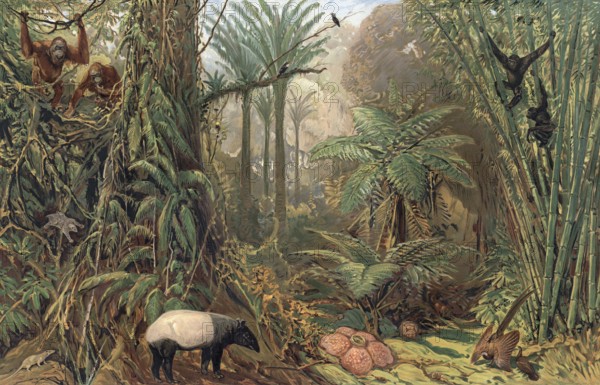 Prehistoric jungle in Sumatra, Indonesia, authentic reproduction of a school mural, historic, around 1900