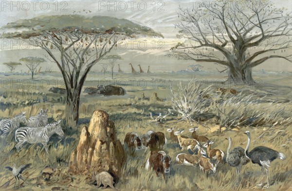 Serengeti, steppe landscape with animals in South Africa, authentic reproduction of a school mural, historic, around 1900