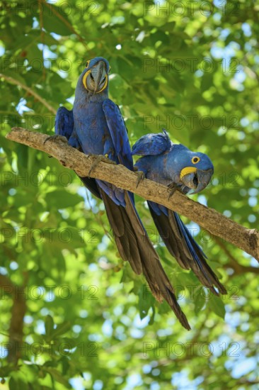 Two blue parrots on a branch with green leaves, one of them tilts its head curiously, Hyacinth Macaw (Anodorhynchus hyacinthinus), Pantanal, UNESCO Biosphere Reserve, World Heritage Site, Mato Grosso, Brazil