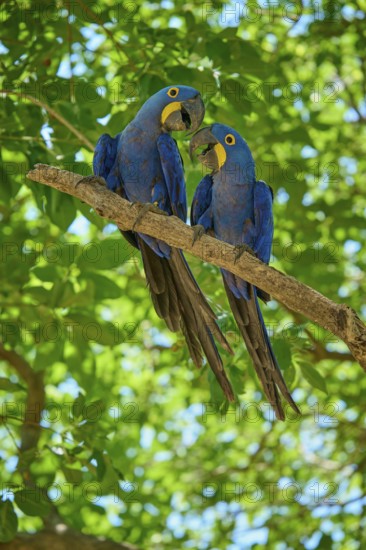 Two blue macaws on a branch amidst green leaves interacting with each other, Hyacinth Macaw (Anodorhynchus hyacinthinus), Pantanal, UNESCO Biosphere Reserve, World Heritage Site, Mato Grosso, Brazil