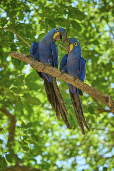 Two parrots on a branch, one singing, surrounded by dense foliage in a tropical atmosphere, Hyacinth Macaw (Anodorhynchus hyacinthinus), Pantanal, UNESCO Biosphere Reserve, World Heritage Site, Mato Grosso, Brazil