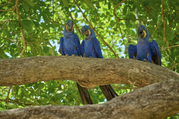 Three parrots sitting on a branch, surrounded by leaves in sunny weather, Hyacinth Macaw (Anodorhynchus hyacinthinus), Pantanal, UNESCO Biosphere Reserve, World Heritage Site, Mato Grosso, Brazil