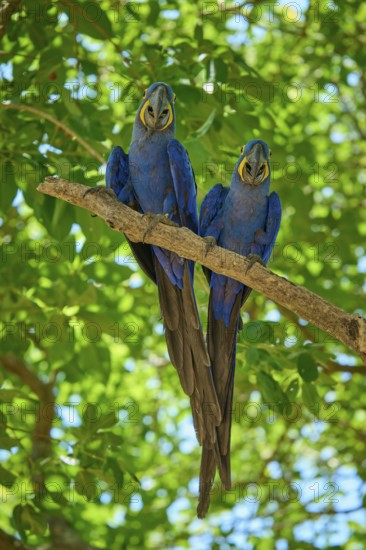 Two blue parrots side by side on a narrow branch surrounded by dense foliage, Hyacinth Macaw (Anodorhynchus hyacinthinus), Pantanal, UNESCO Biosphere Reserve, World Heritage Site, Mato Grosso, Brazil