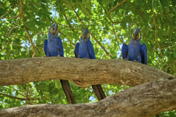 Three Hyacinth Macaws on a branch under green foliage in daylight, Hyacinth Macaw (Anodorhynchus hyacinthinus), Pantanal, UNESCO Biosphere Reserve, World Heritage Site, Mato Grosso, Brazil